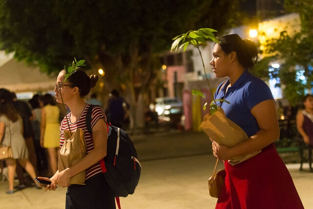 Arborizar zonas urbanas de Mérida no es reforestar ni es suficiente: Hoja Verde